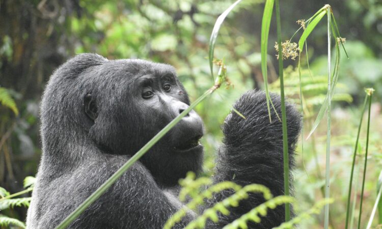 3-Day Rwanda Gorilla Trekking Tour in Volcanoes National Park