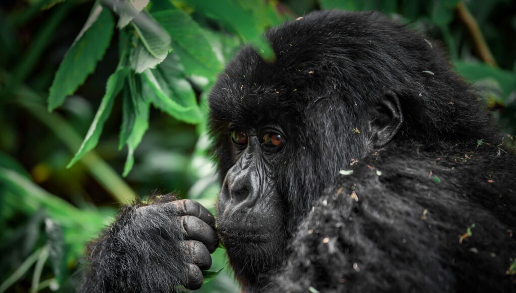 4-Day Double Gorilla Trekking Safari in Rwanda