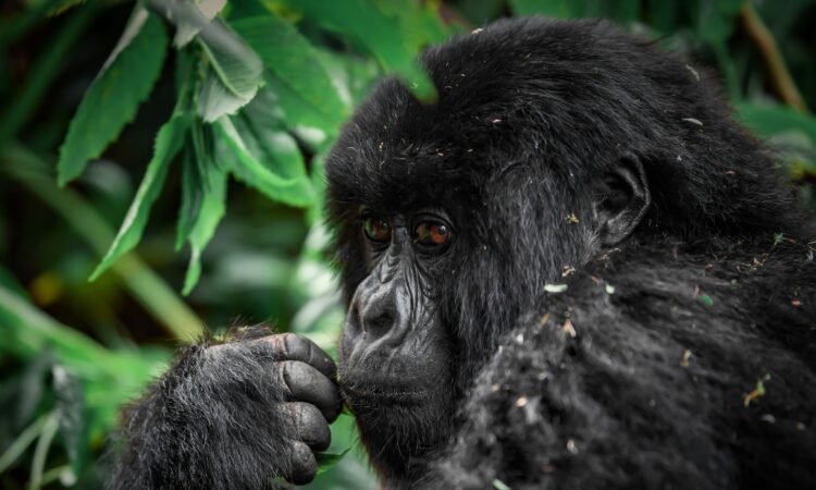 4-Day Double Gorilla Trekking Safari in Rwanda