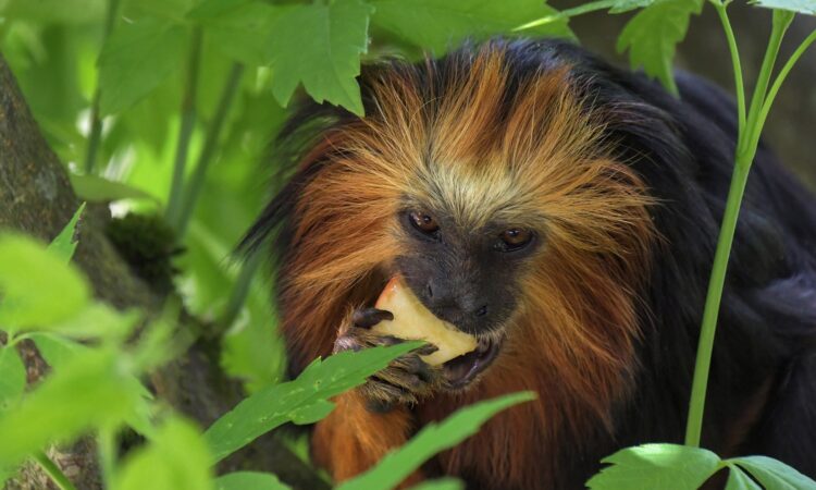 4-Day Rwanda Gorillas and Golden Monkeys Trekking Tour