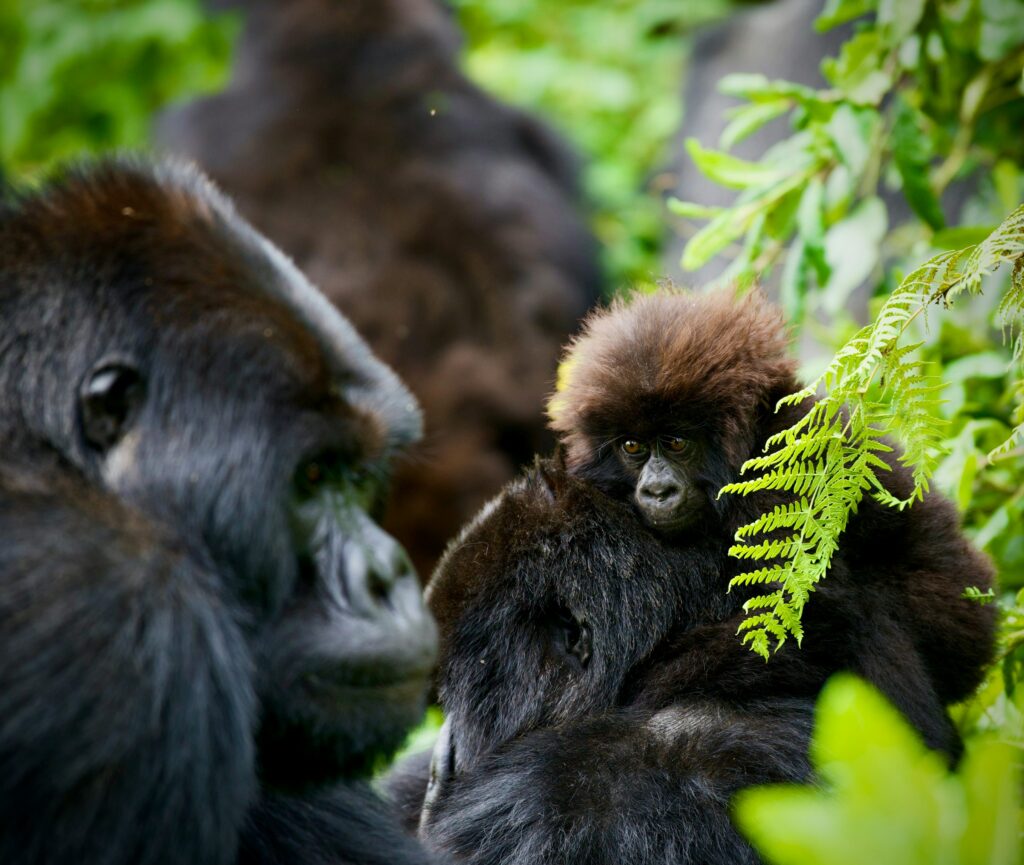 5-Day Rwanda Gorilla and Wildlife Safari Tour