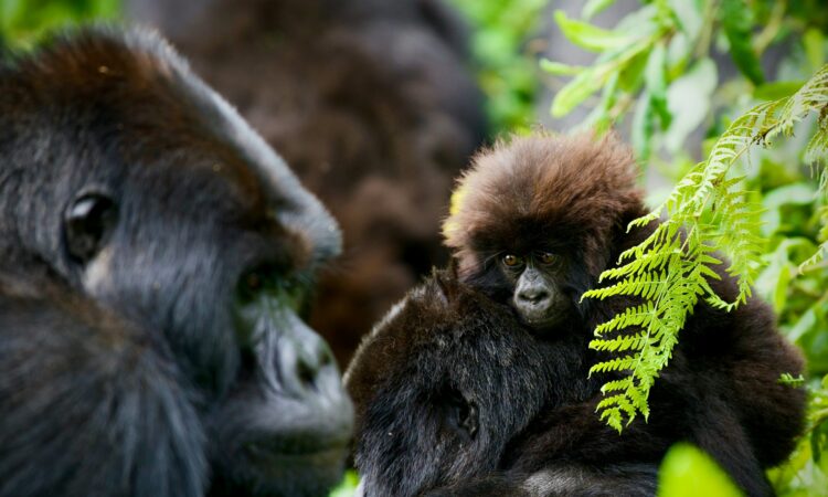 5-Day Rwanda Gorilla and Wildlife Safari Tour