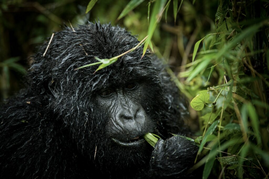 5-Day Rwanda Gorillas and Chimpanzee Tour