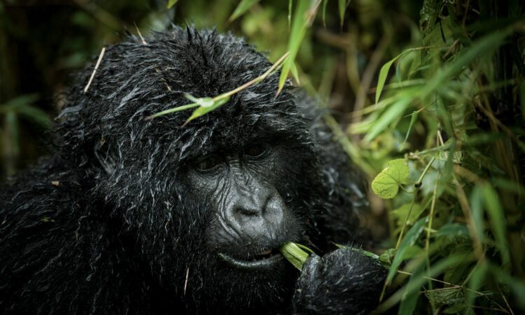 5-Day Rwanda Gorillas and Chimpanzee Tour