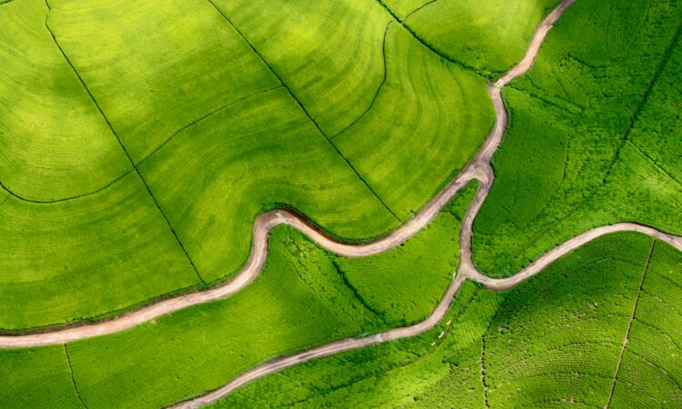 7-Day Rwanda Primate Safari - Gorillas, Chimps, and Wildlife